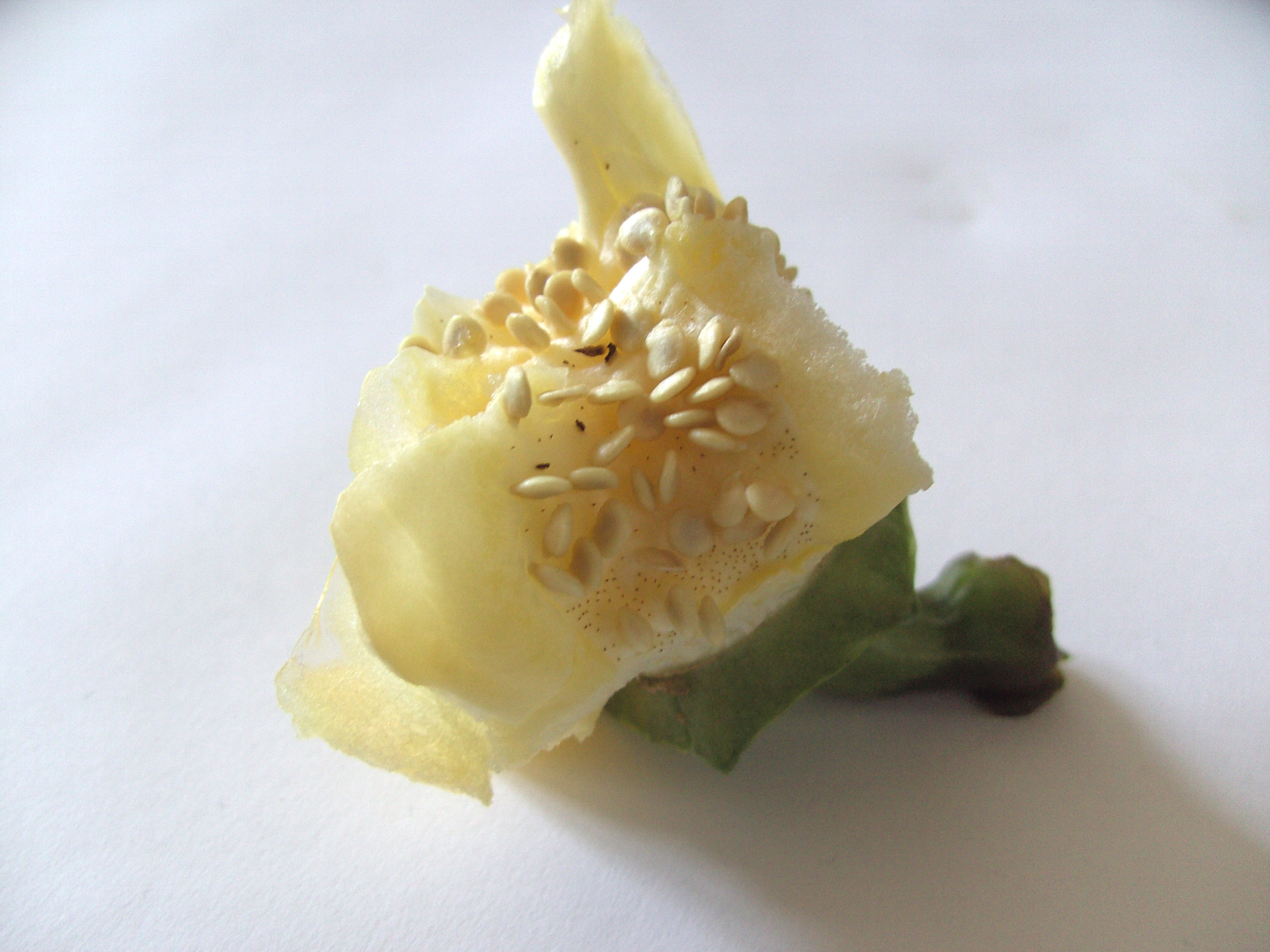 vegetable2